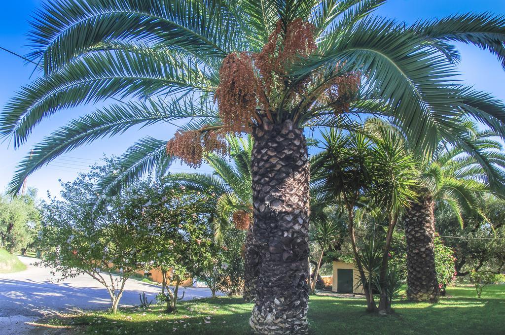 Olive Grove Apts Lithakia  Cameră foto